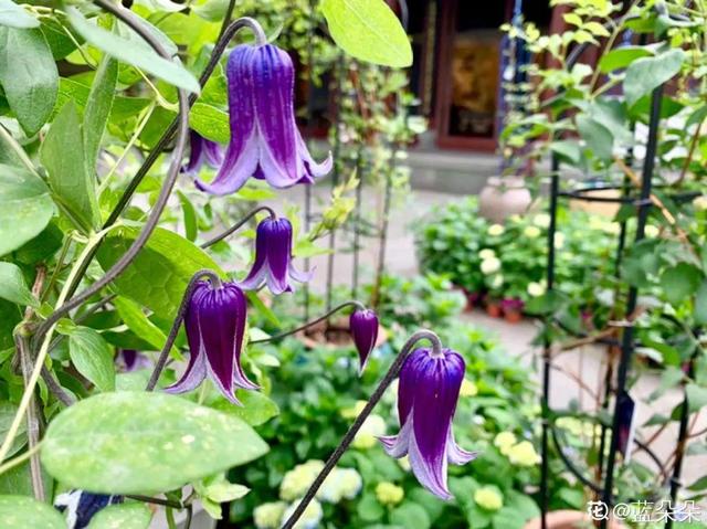 清新可爱的风铃花，漂亮风铃花（其中一个还能吃）