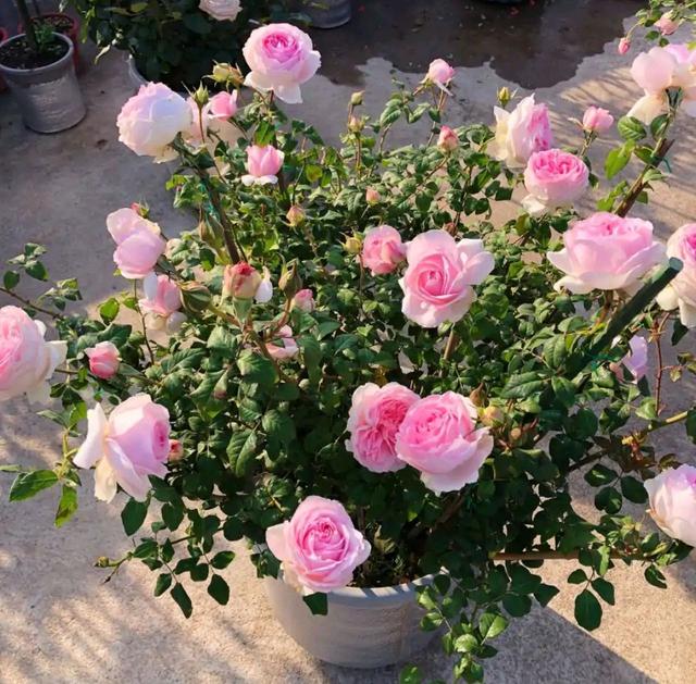 春天的植物有哪些，春天常见的植物（“24种”适合冬天种植的花草）