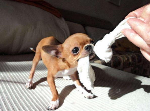 边境梗为什么禁养，边境梗是不是边牧（对小孩“最不友善”的7种狗狗）