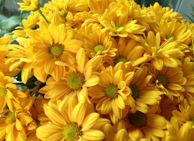 梅兰竹菊的象征意义，梅兰竹菊的象征意义及代表人物（论梅、兰、竹、菊的象征意义）