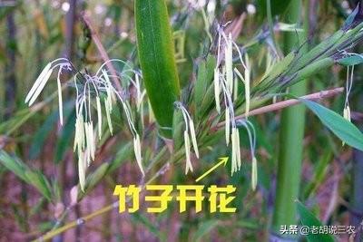 家里的竹子开花说明什么 风水怎么样，家里的竹子开花说明什么（农村俗语：“竹子开花）