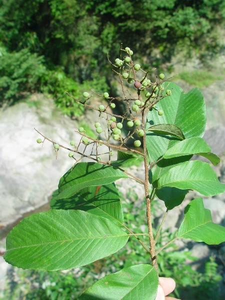 茨怎么读，蓼怎么读 拼音（中药材灵寿茨）