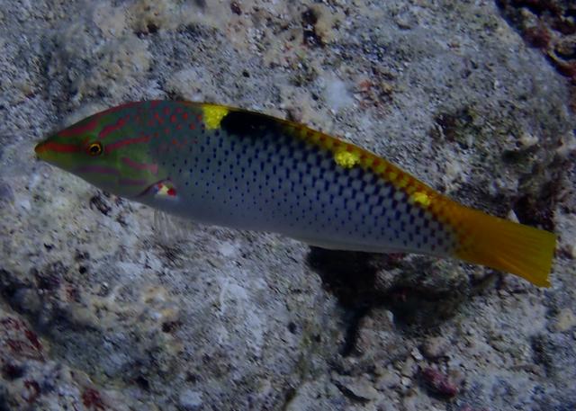 海豬魚怎樣做好吃,海豬魚怎樣做好吃( 164>-隆頭魚)