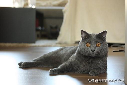 新手养猫攻略，新手养猫攻略,3年养猫经验分享（给铲屎官的5条养猫纯干货）