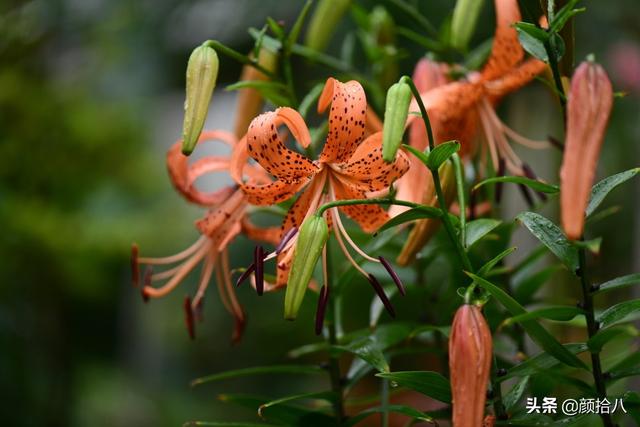 百合几月份开花，百合花什么时候开花（盛开在初夏的橙色花园）