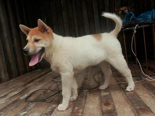 今年狗的财运怎么样,狗狗有这些特征 - 玉三网