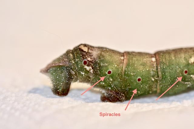 蜈蚣是昆虫吗为什么，蜈蚣属于昆虫吗为什么（如果地球上氧气含量突然增加一倍）