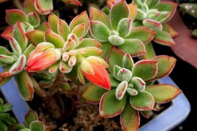 厦门万石植物园里有哪些植物，厦门万石植物园里有哪些植物花（种满多肉的植物园）