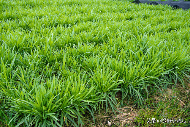 种植方法有哪些，种植技术有哪些（韭菜的种植方法）