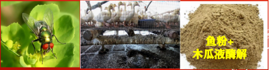 象牙芒果怎么样才是成熟，象牙芒果怎么看熟不熟（芒果保果拉长问题及解决方案）