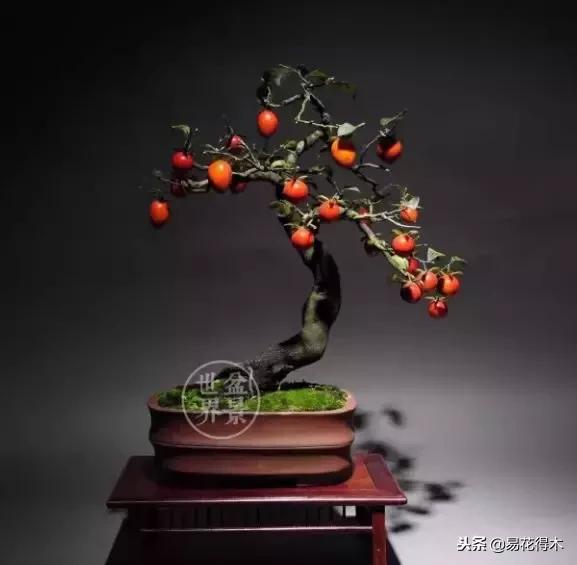 老鸦柿和金弹子的区别，老鸦柿和金弹子谁更容易养活（老鸦柿盆景）