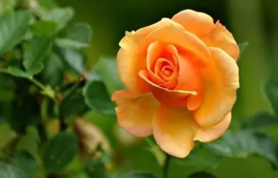 各种花的花语，各种花的花语爱情（史上最全花语大全）