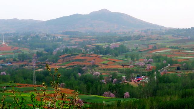 泡桐花的花语和寓意，泡桐花开不寂寞阅读答案（泡桐花开：一川春风过）