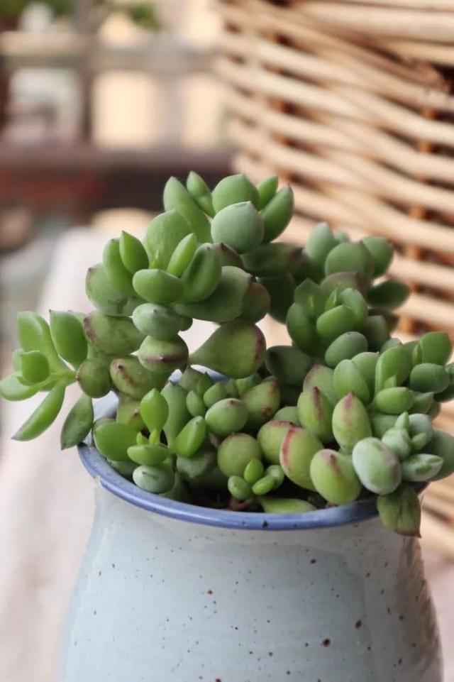 丸叶松绿怎么养，丸叶松绿的叶子可用来繁殖吗（养多肉，记名字，预防老年痴呆）