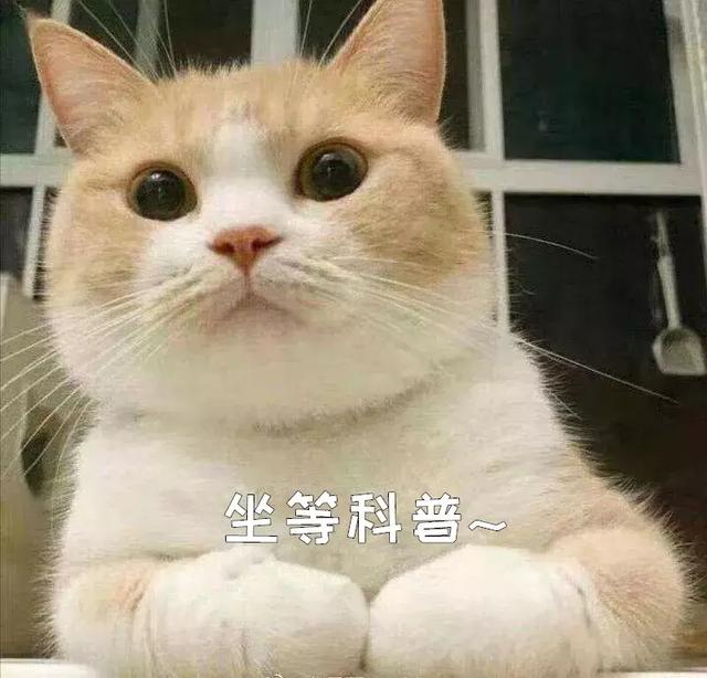 猫砂是什么东西，你知道猫砂是什么垃圾吗