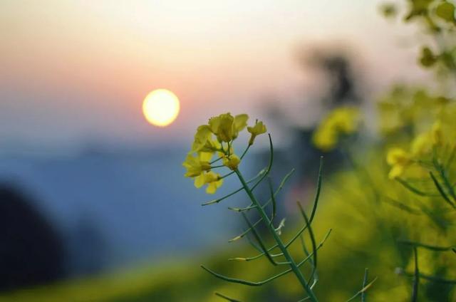 霜降的诗句，白露霜降的诗句（30首霜降诗词：霜降鸿声切）