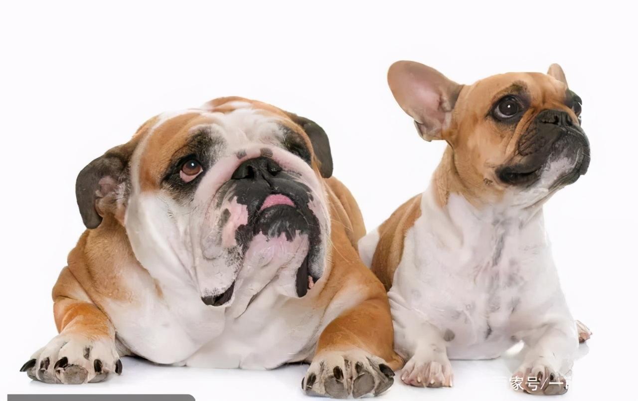 法国名犬名称图片大全,法斗和英斗的五大对比-名字-荣耀易学