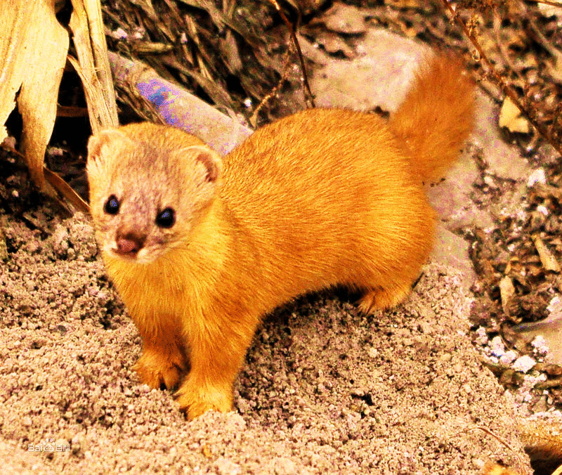 做梦梦到黄鼠狼,给大家讲个故事有时候-解梦-荣耀易学