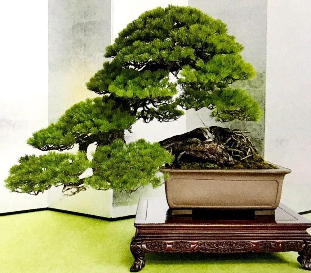 松柏树盆景造型(专为盆景制作新手推荐!) - 彝家农业网