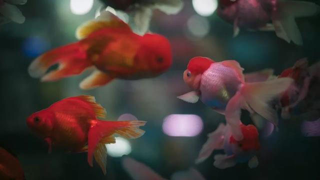 杭州哪个花鸟市场卖猫，杭州最大的花鸟市场在哪里（拍出“港风”，吴山花鸟市场）