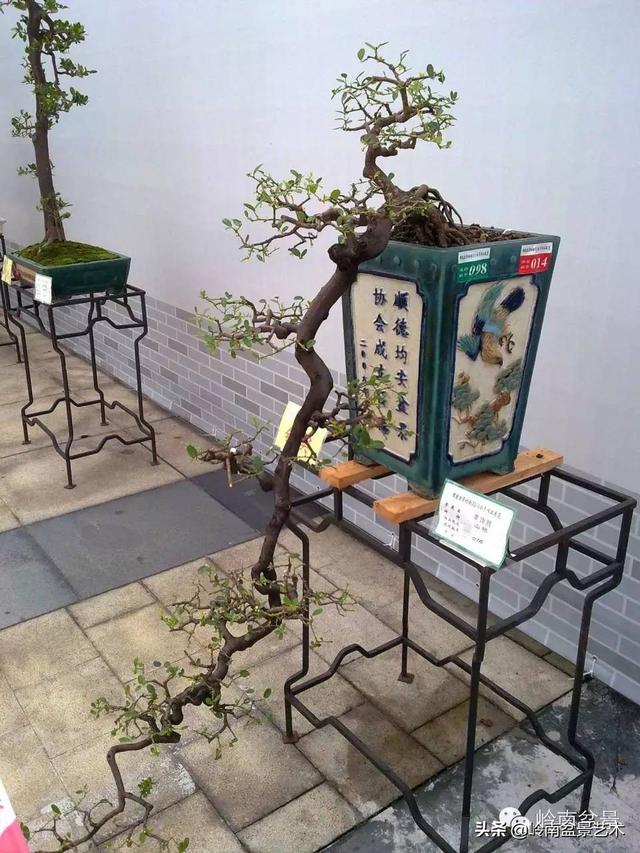 山桔种植方法，山桔盆景，其实没那么难养！