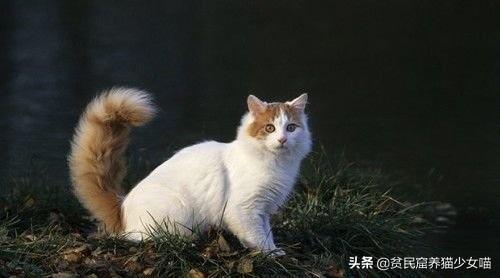 土耳其最浪漫的猫，实际上身价高过布偶猫——土耳其梵猫