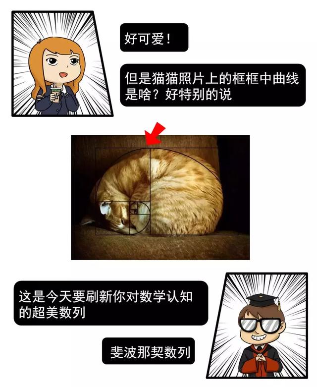 斐波拉契数列，斐波那契数列python（我居然从一只猫身上学到了斐波那契数列）