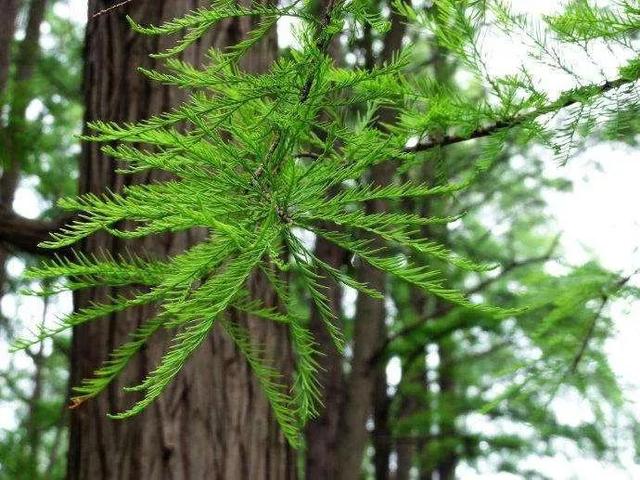国家一级保护植物的名单，国家一级保护植物简介（植物世界丨国家一级重点保护野生植物名录）