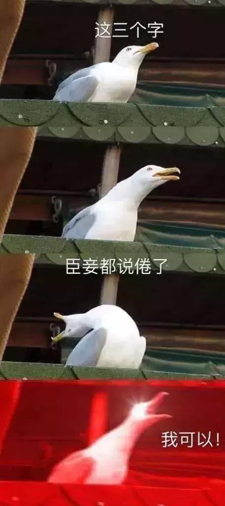 海贼王情侣头像，海贼王情头微信（盘点年度沙雕大集锦）