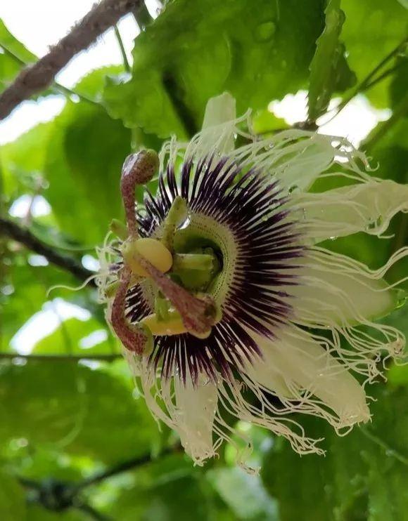 霸王花是火龙果的花吗，昙花、霸王花、火龙果花和令箭荷花的区别（奶奶把一根枝插土里）