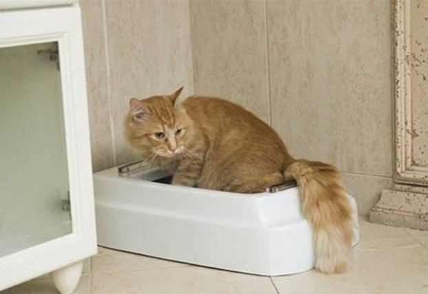 猫咪乱拉屎的原因，猫咪为什么突然到处大小便（常见的5种引起猫咪腹泻的病因）