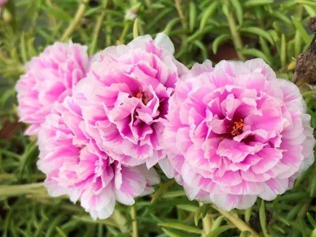 儿童简笔画蒜苗的画法，儿童画蒜苗简笔画图片（快培养一下你家的小花匠）