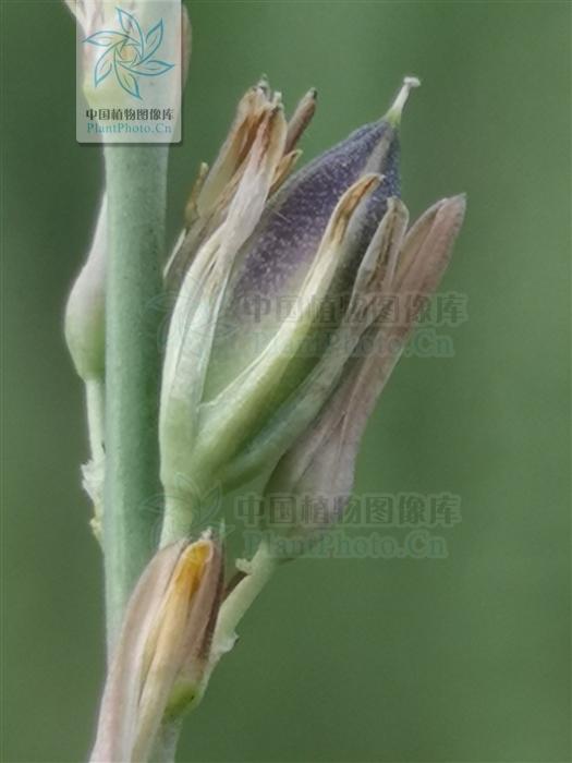 本草图经作者是谁，《本草图经》的作者（芎藭 蘼蕪 藁本）