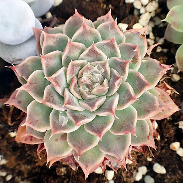 如何用更多的肉养奥利维亚，奥利维亚多肉的养殖方法和注意事项（简介爱尔兰薄荷、阿吉塔玫瑰、财路、奥利维亚、表丽娜、白马王子）