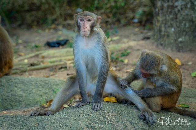 三亚南湾猴岛，三亚的陵水南湾猴岛（这里奉行“多夫多妻”太搞笑）