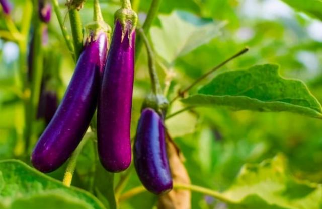 泰迪可以吃香蕉吗，3个月泰迪可以吃香蕉吗（狗狗可以吃的15种人类食物）