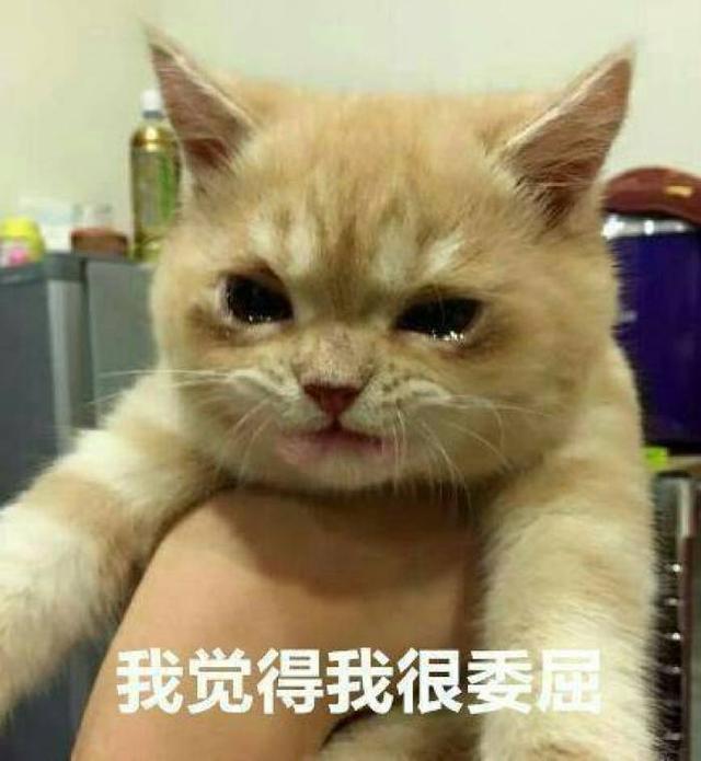 猫咪伤心的表现，猫眼睛里有泪水像哭了一样（你家的猫咪会哭吗）