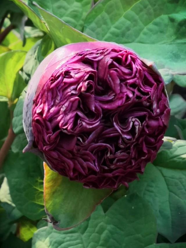 牡丹是什么意思，凤穿牡丹是什么意思（现在是牡丹盛开时节）