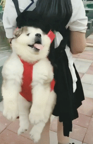 阿拉斯加犬小时候，狗一般有几个月就长成大狗了（毛茸茸的一团太可爱了吧）