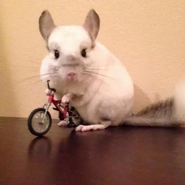 龙猫是什么动物，龙猫是什么动物食草动物（龙猫到底是一只什么神奇的动物）