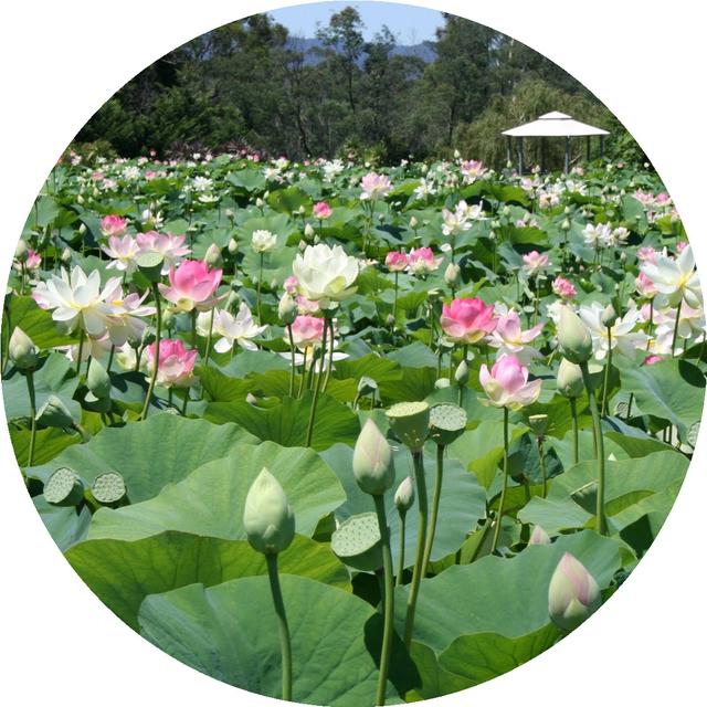 花朵风景头像 十里微信，花朵风景头像 十里（色彩缤纷的花朵图片）