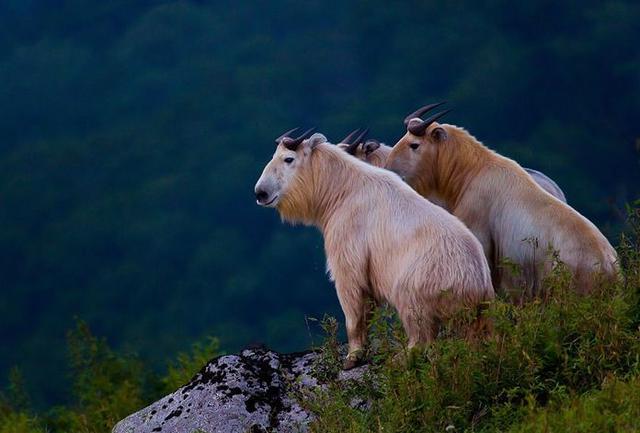 什么动物最容易摔跤，什么动物最容易摔跤的（碗口粗的树都能将其撞断）