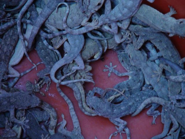 养殖壁虎时需要注意哪些问题，养壁虎需要注意什么（可以大力发展人工养殖）