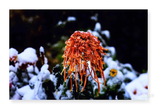 菊花象征着什么，菊花象征着什么人物（菊花的品质和精神）