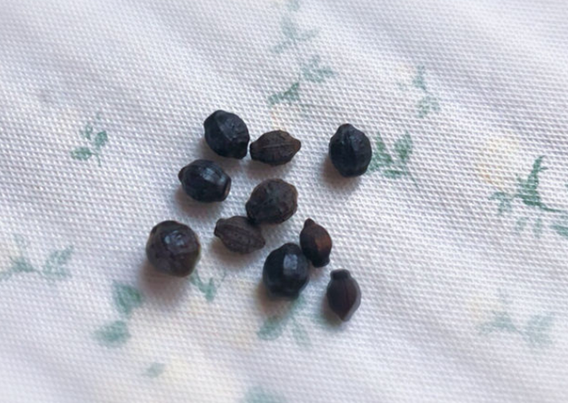 紫茉莉（紫茉莉花），农村院里的3种茉莉花（紫茉莉 茉莉）