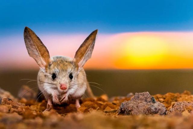 大象的耳朵有多大，大象的耳朵有多大图片（你绝对想不到是它）
