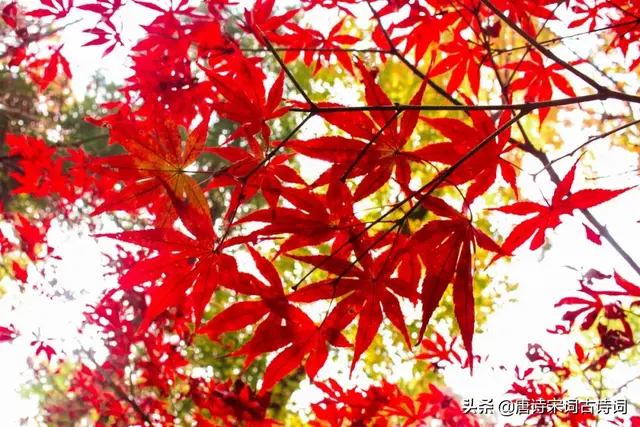 描写四季的古诗，描写秋天的诗句有什么（《唐诗三百首》中的四季）