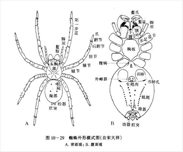 蜘蛛公是什么东西（辟谣：蛛网是蜘蛛的菜篮子）