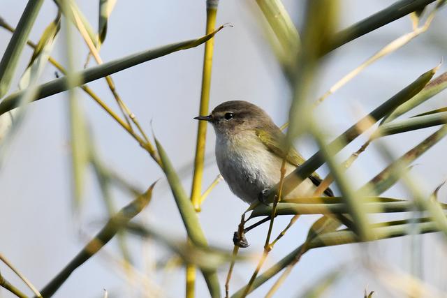 水鸡是什么，水鸡是什么车（西方秧鸡、叽咋柳莺......）