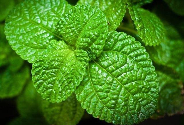 猫薄荷是什么植物，猫薄荷是什么（家里养株“猫薄荷”）